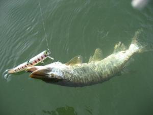 Indiana DNR Tracks Muskie Guide Business, Fishing Reports and Forum