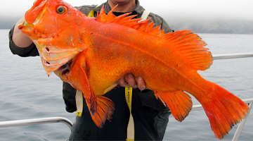 Alaskan Rockfish